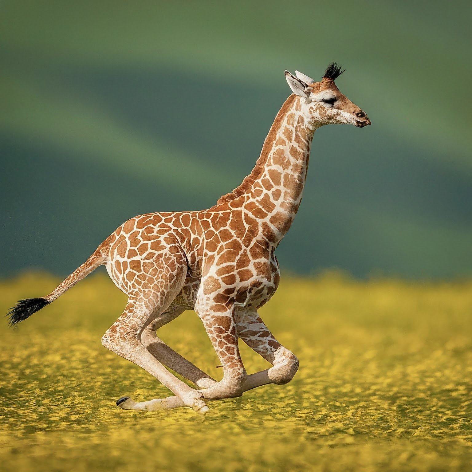 Giraffe