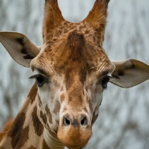 giraffe face