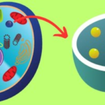 lysosomes