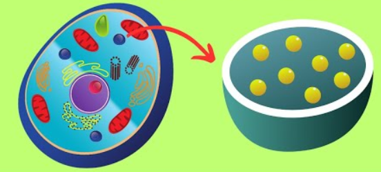 lysosomes