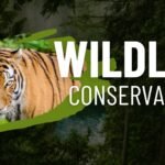 wildlife conservation efforts in india